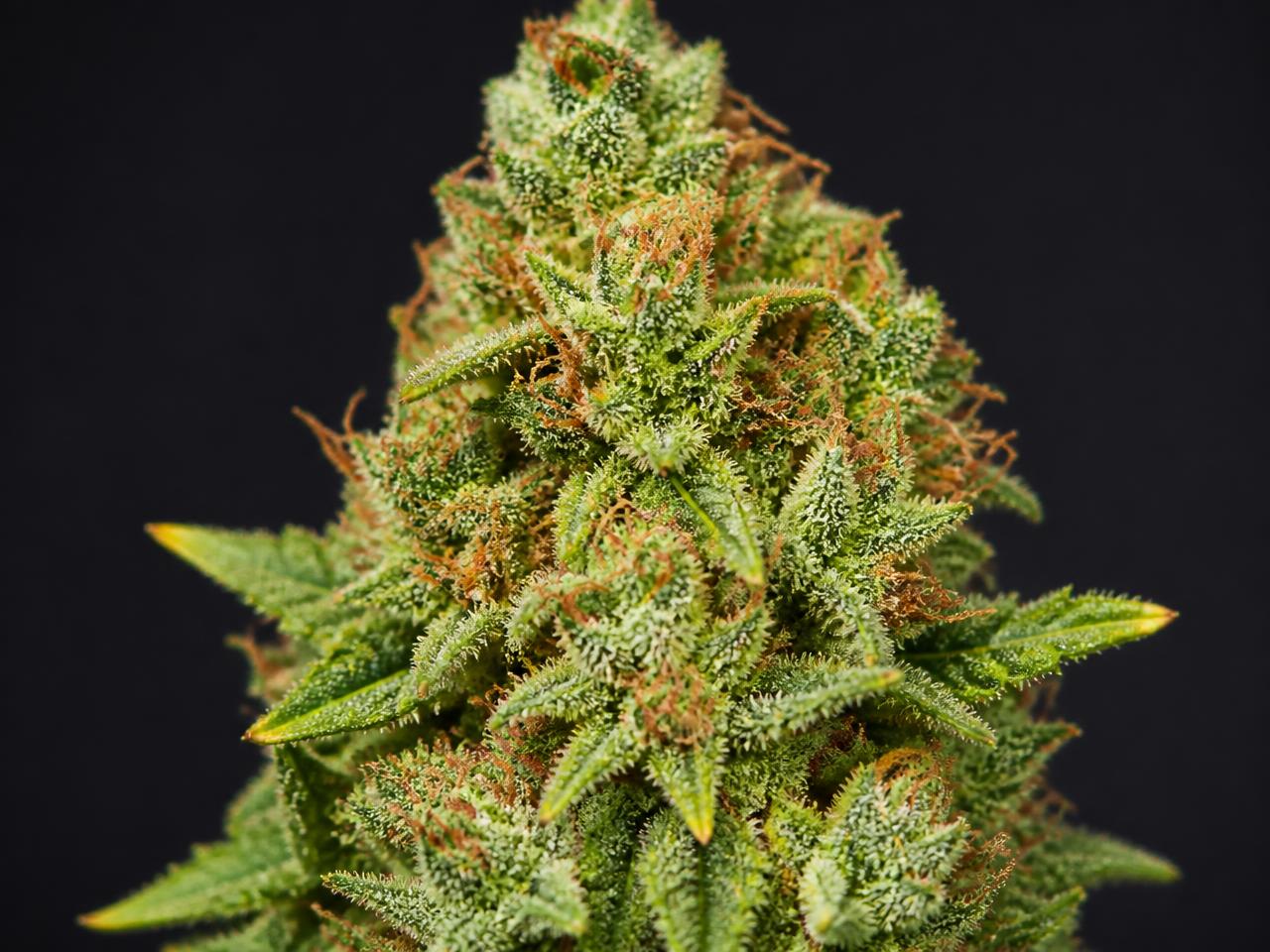 Diesel Wietsoorten — cannabis van het type Sativa