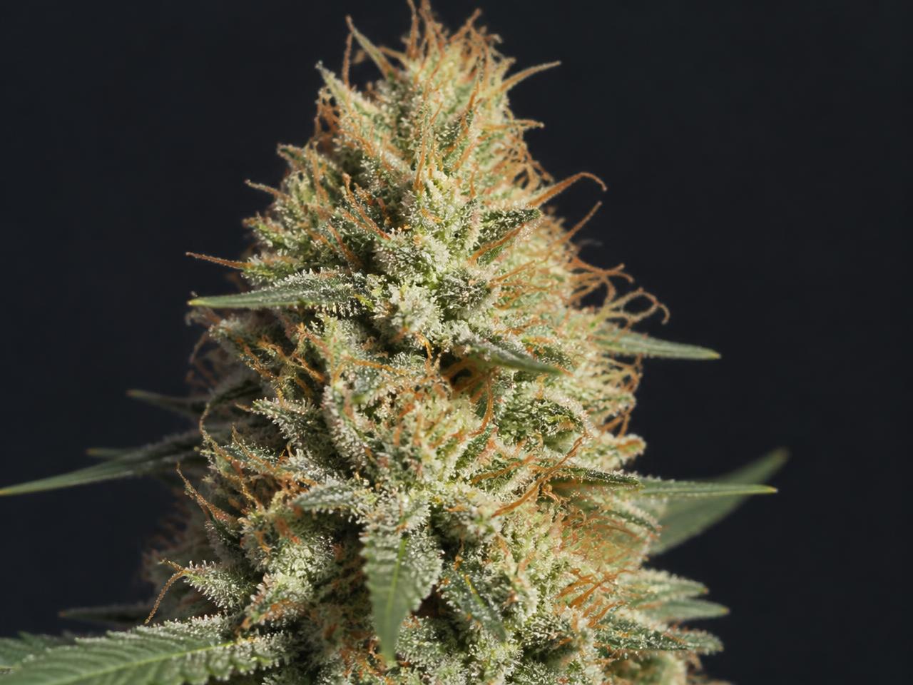 Haze Soorten — cannabis van het type Sativa