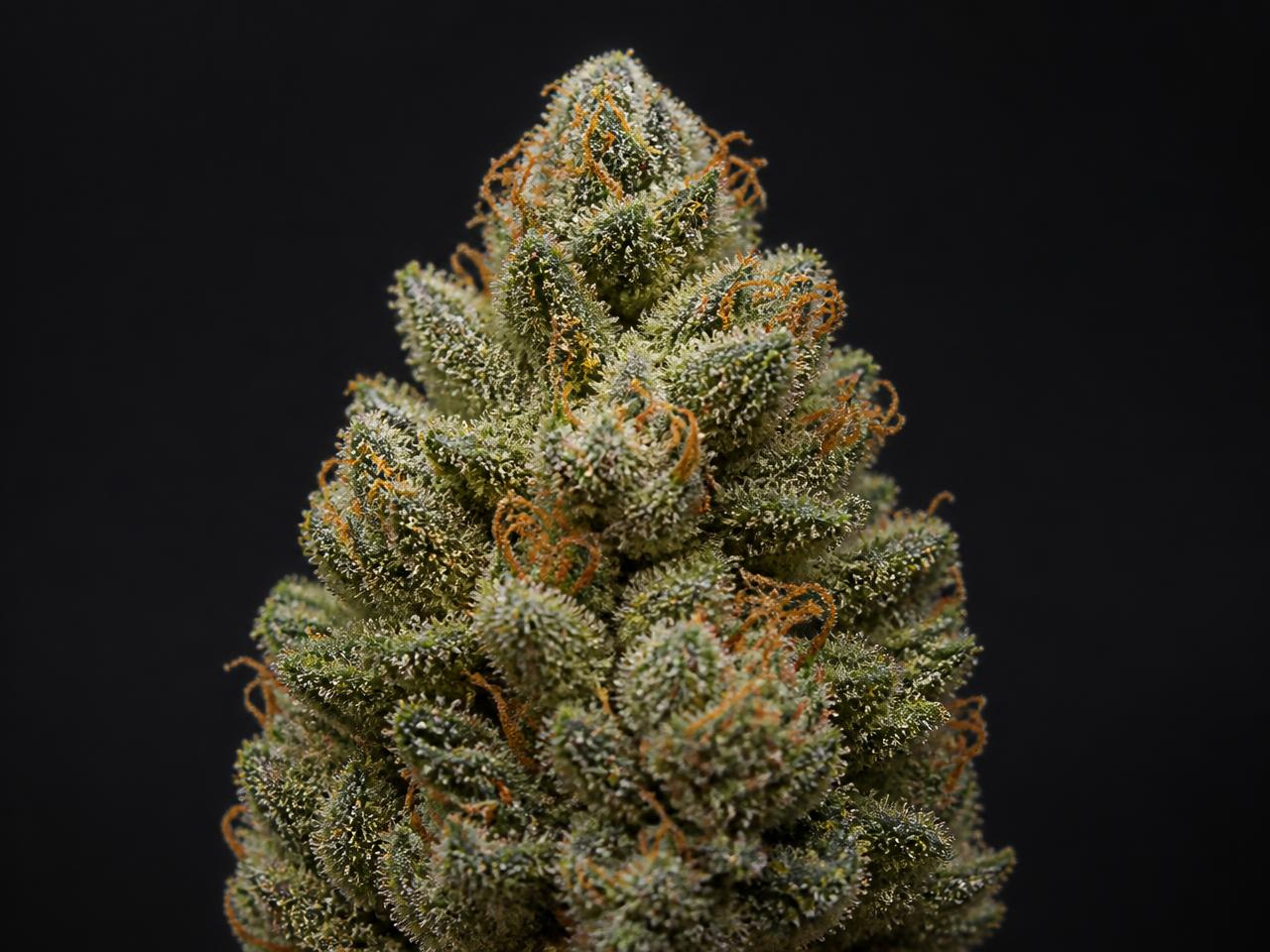 Klassieke Wietsoorten — cannabis van het type Gemengd