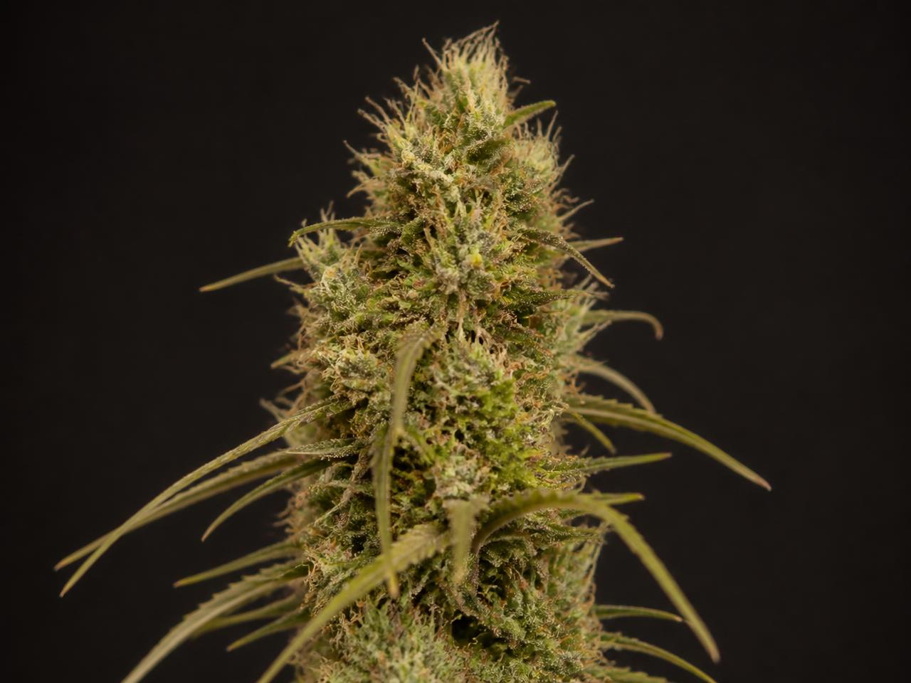Landrassen — cannabis van het type Gemengd