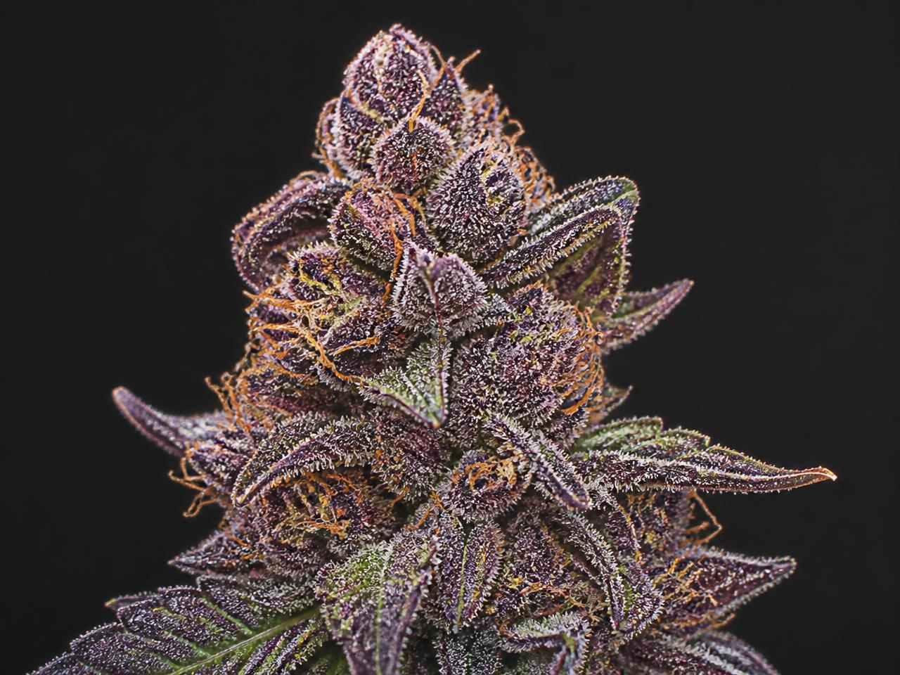 Paarse Wietsoorten — cannabis van het type Indica