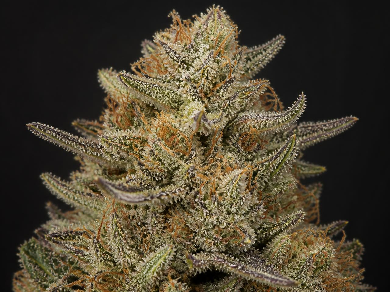 Skunk Wietsoorten — cannabis van het type Hybride