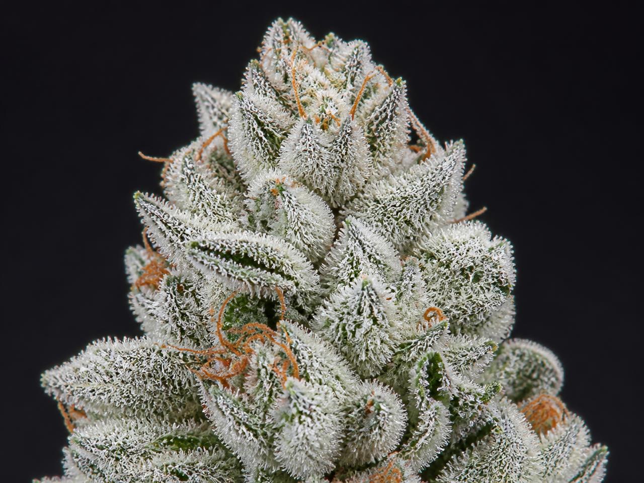 Witte Wietsoorten — cannabis van het type Hybride